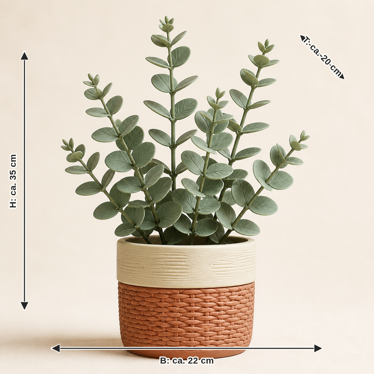 Dimensional image for decorative plant Eucalyptus – Country: width approx. 22 cm, depth approx. 20 cm, height approx. 35 cm
