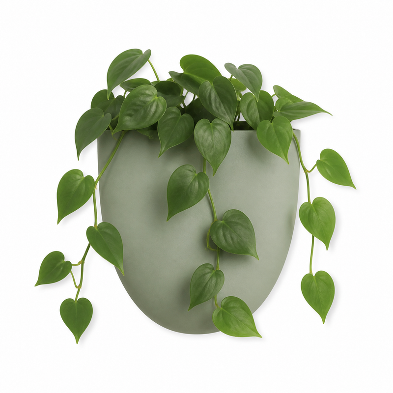 Grüne Herzblattpflanze mit hängenden Ranken im salbeigrünen Wandgefäß