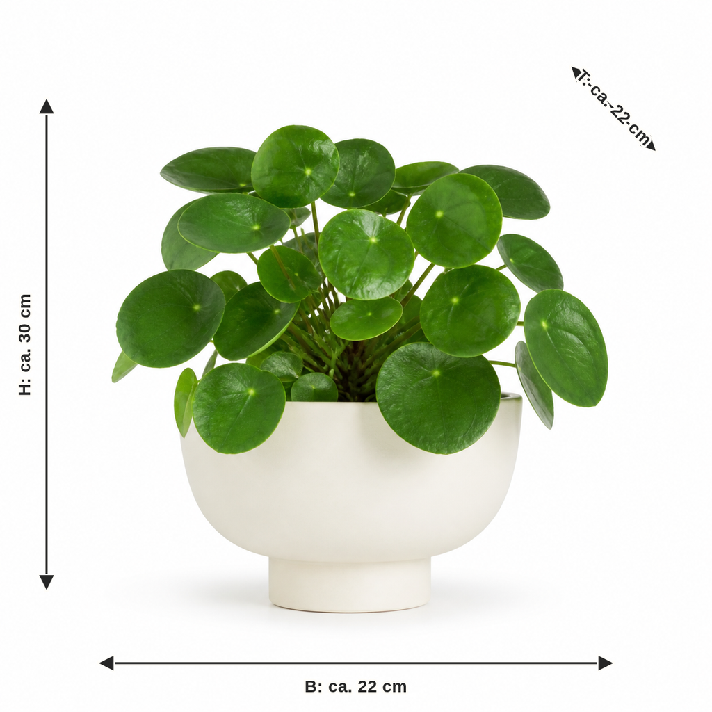Maßbild für Pilea im Warmweiß-Sockelgefäß: Breite ca. 22 cm, Tiefe ca. 22 cm, Höhe ca. 30 cm